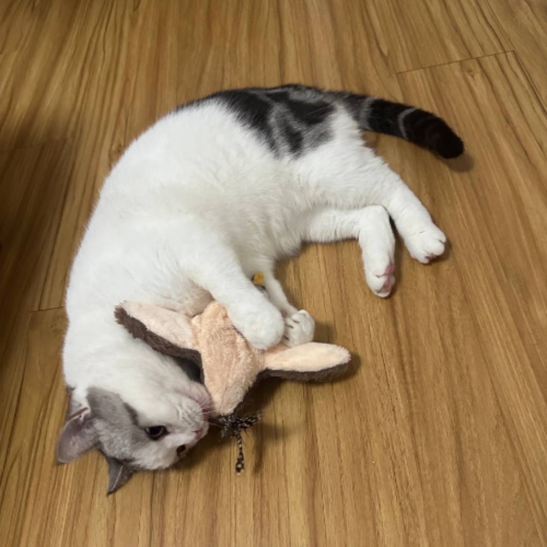 Veluna Pájaro Inteligente Interactivo para Gatos