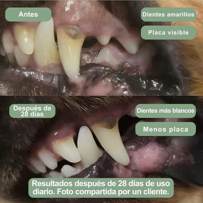 Veluna Polvo Dental para Perros