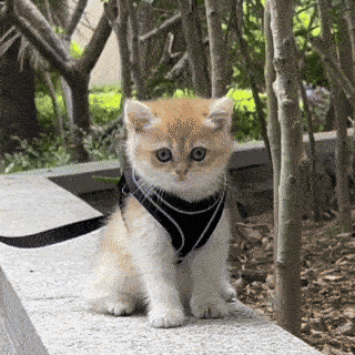 Arnés ajustable para paseos para gatos